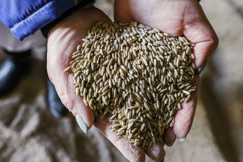 風暴中的谷倉 地緣動蕩、氣候危機與全球糧食安全的未來