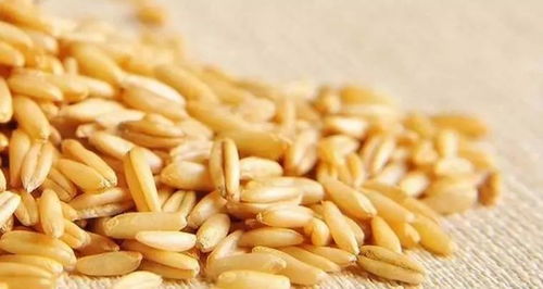 燕麥制品大排名，告訴您究竟誰才是降膽固醇谷物一把手